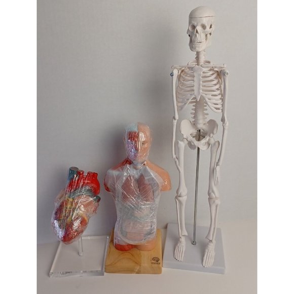 Evotech Scientific Mini Human Torso skeleton and heart. Brand New!